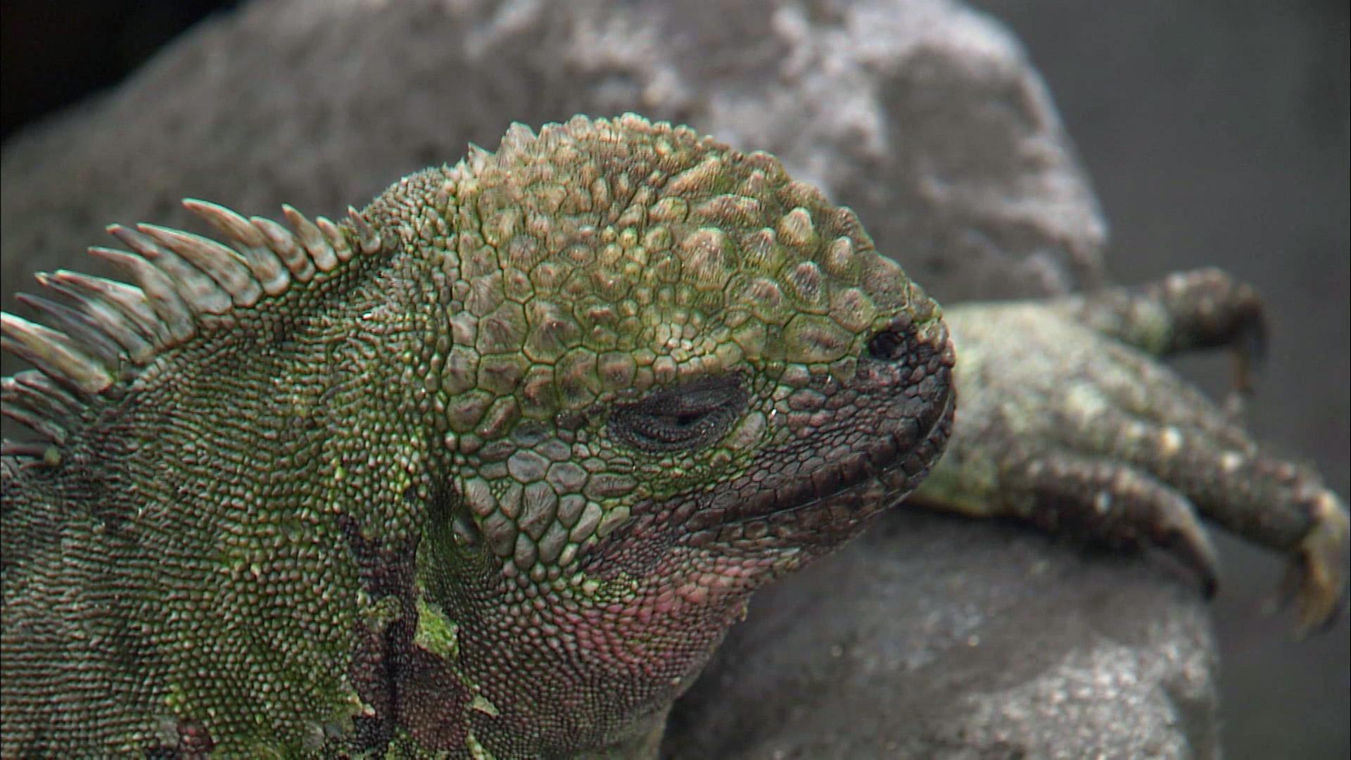 Ancient Secrets of the Galapagos