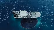 Norway's Cod Stock