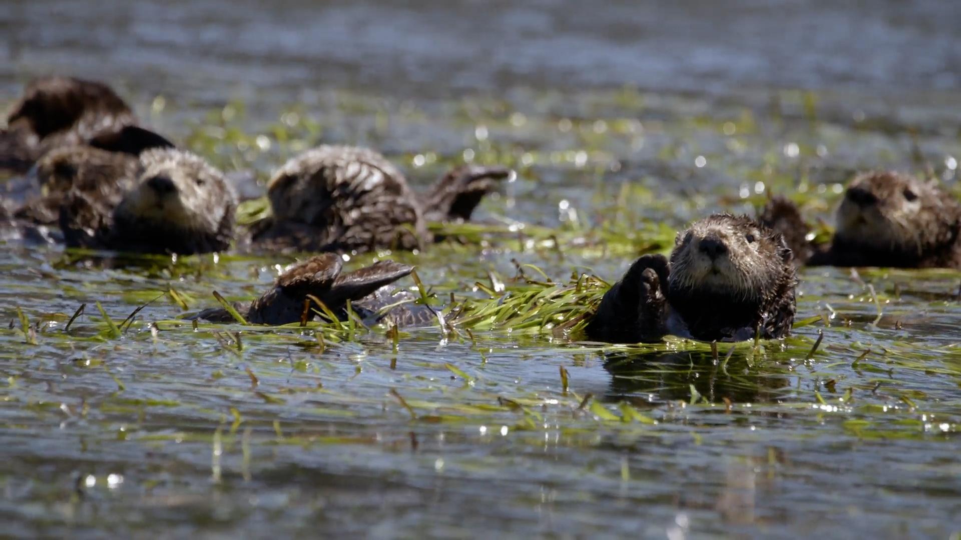 Significant Otters | WILD HOPE