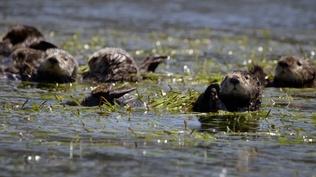 Significant Otters | WILD HOPE