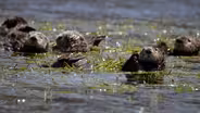 Significant Otters | WILD HOPE