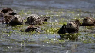 Significant Otters | WILD HOPE