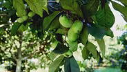 Pawpaws - Kentucky State University
