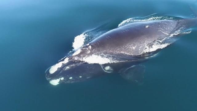 This American Land | Right Whales, Bird Collisions, Arizona Groundwater, Renegade Rancher