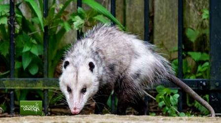 Video thumbnail: You Bet Your Garden You Bet Your Garden Ep: 139 Pest Mammals
