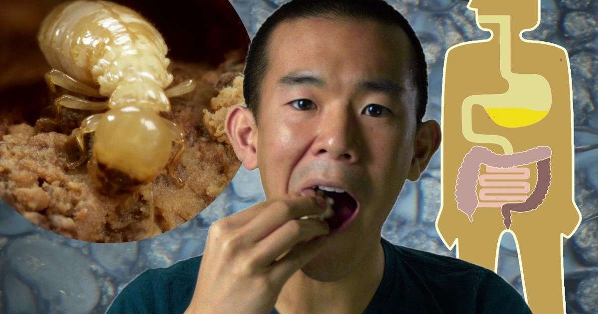 I contain multitudes | termites digest wood thanks to microbes | episode 1