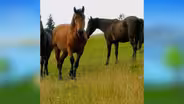 Farm Day (Long Version)