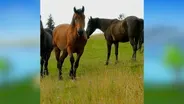 Farm Day (Long Version)