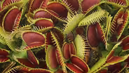 How Plants Became Carnivores