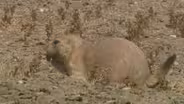 Black-Tailed Prairie Dog - Cynomys ludovicianus