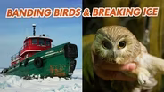 Banding Birds and Breaking Ice