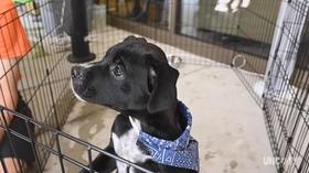 Video thumbnail: Chasing Frames with Tamara Lackey Rescue Puppies
