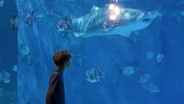 Preview | Celebrating 50 Years of the NC Aquariums