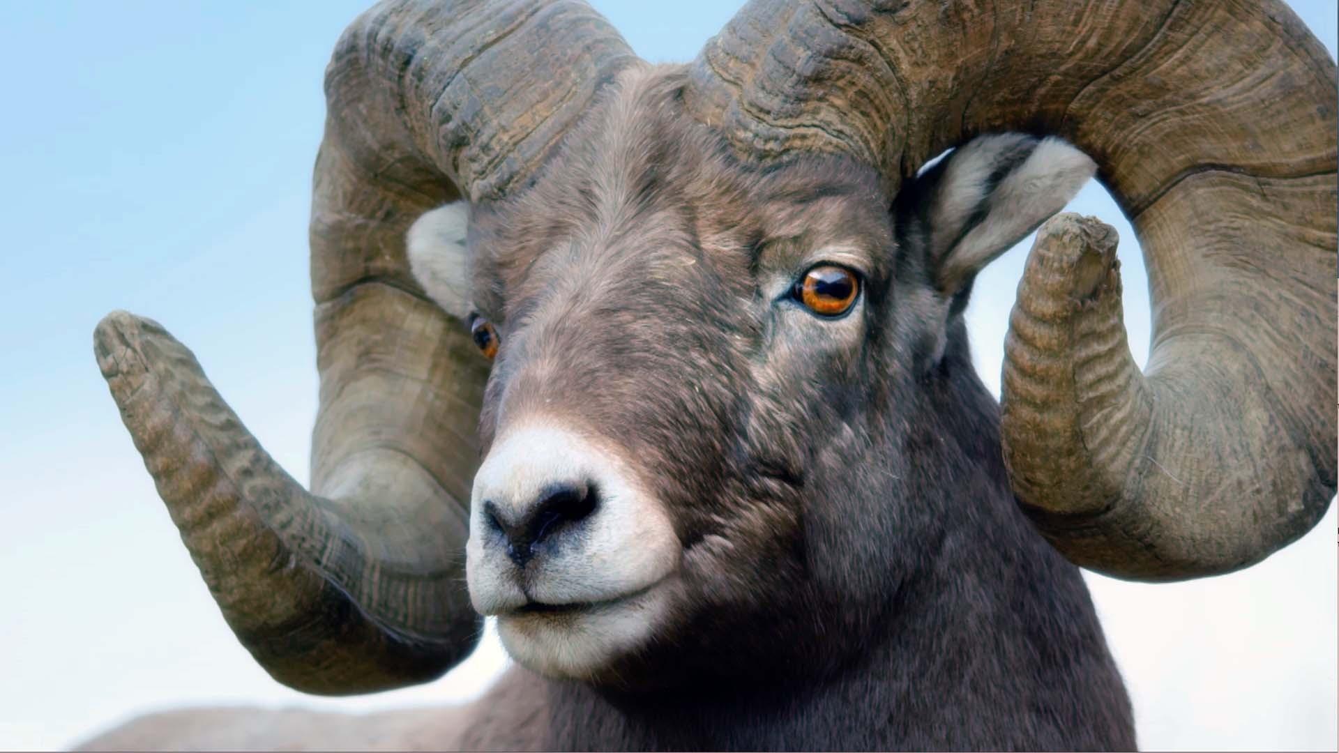 Head Banging Bighorn Sheep of the Rockies Kingdoms of the Sky WLIW