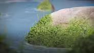 Could You Survive The Ordovician Period?