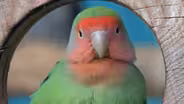 How parrots swing like monkeys
