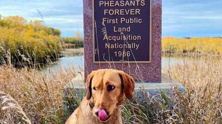 Video thumbnail: Prairie Sportsman Preview of Pheasants and Pollinators