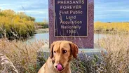 Preview of Pheasants and Pollinators