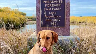 Preview of Pheasants and Pollinators