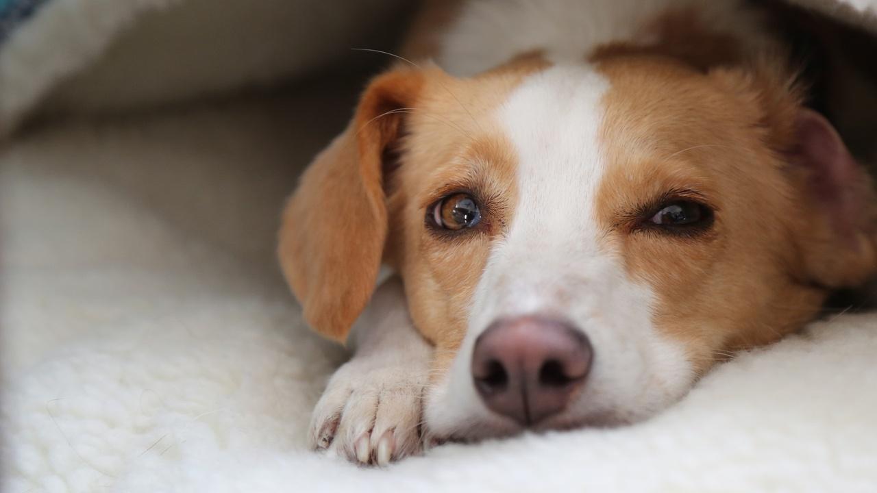 NOVA | Can Dogs Talk? Preview