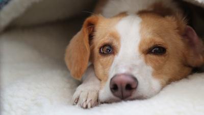 Can Dogs Talk? Preview