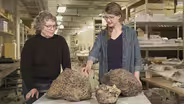 Episode 3 Preview | Tiny Teeth, Fearsome Beasts