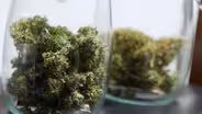 Kentuckians Overwhelmingly Approve Medical Cannabis Businesses