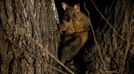 Video thumbnail: Magical Land of Oz Brushtail Possums Fight for Trees In a Melbourne Park