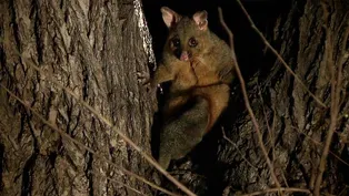 Brushtail Possums Fight for Trees In a Melbourne Park