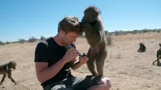 Behind the Lens | Cameras Fit for Cheetahs and Baboons