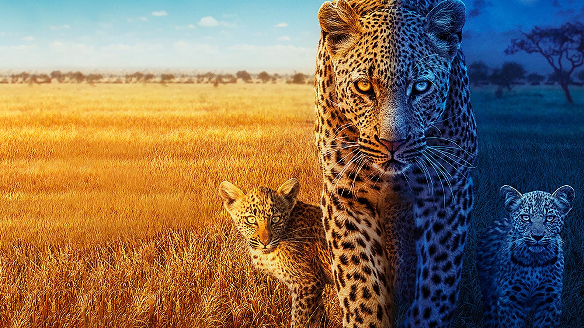Big Cats 24/7 is back in the stunning Okavango Delta, revealing the dramatic lives of its big cats.