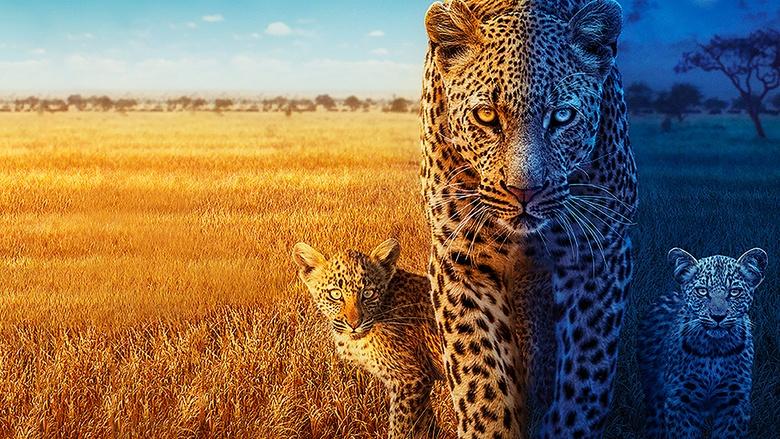 Big Cats 24/7 Image