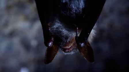Video thumbnail: NOVA Why are Bats Tolerant of the Diseases They Carry?