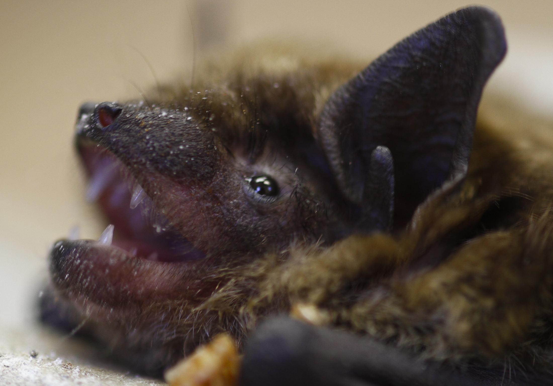 Deadly epidemic spurs research into the lives of bats