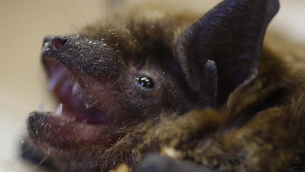 Deadly epidemic spurs research into the lives of bats image