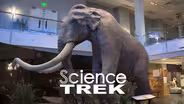 Mammoths: What is a Mammoth?