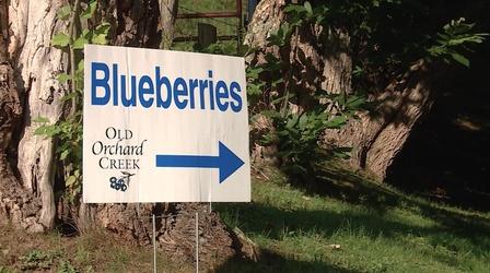Video thumbnail: North Carolina Weekend Old Orchard Creek Farm
