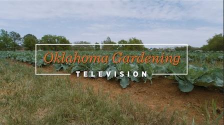 Video thumbnail: Oklahoma Gardening Oklahoma Gardening April 29, 2023