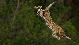 Big Cats Unleashed - Masters of the Hunt: asset-mezzanine-16x9