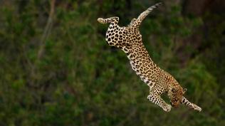 Big Cats Unleashed - Masters of the Hunt