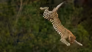 Big Cats Unleashed - Masters of the Hunt