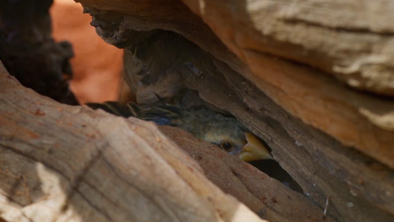 Nature | Small Bird Narrowly Escapes Eagle's Clutches