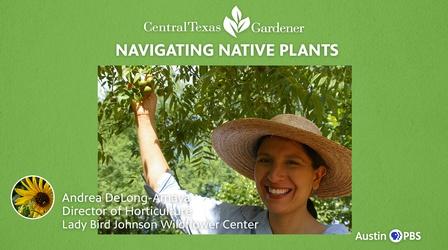 Video thumbnail: Central Texas Gardener Navigating Native Plants