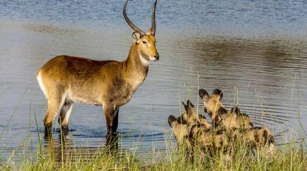 Video thumbnail: Nature The Rarest Antelope in the World