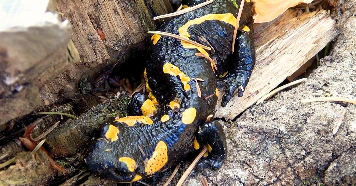 Black and Yellow Salamander: What Is It Called and Is It Dangerous? - AZ  Animals