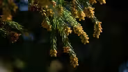 Caring for Champion Trees