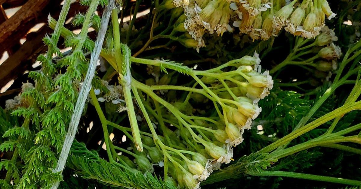 Prairie Sportsman | Fast Forage: Yarrow | Season 15 | Episode 5