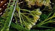 Fast Forage: Yarrow