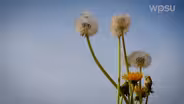 Identifying Weeds