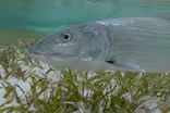 Fishing the Flats for Science - Trailer